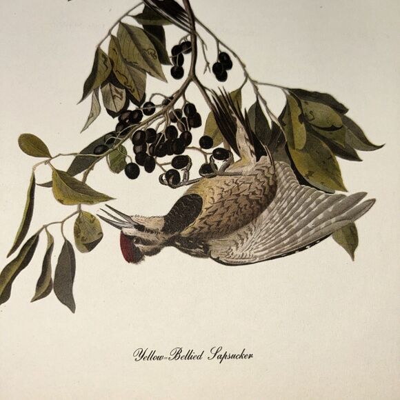 Yellow Bellied Sapsucker Print Roger Tory Peterson From Audubon Birds of America - Picture 2 of 8
